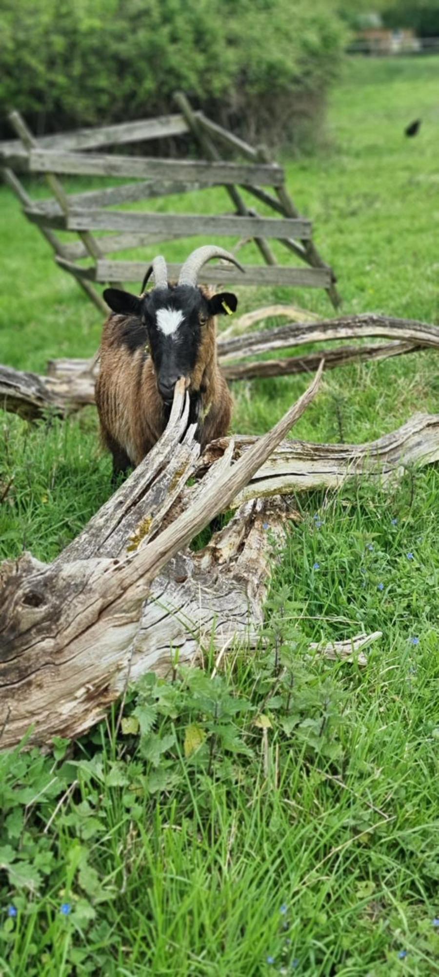 Gites Ferme De La Baie Roz-sur-Couesnon Exterior photo